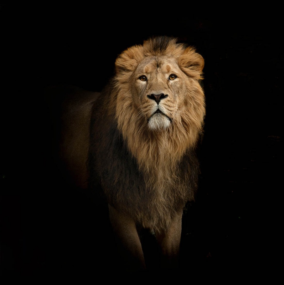 威武雄壮的狮子图片特写