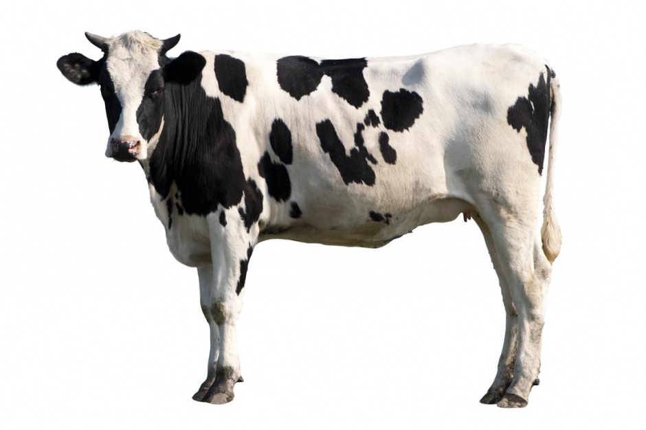 牧场上的奶牛高清图片欣赏
