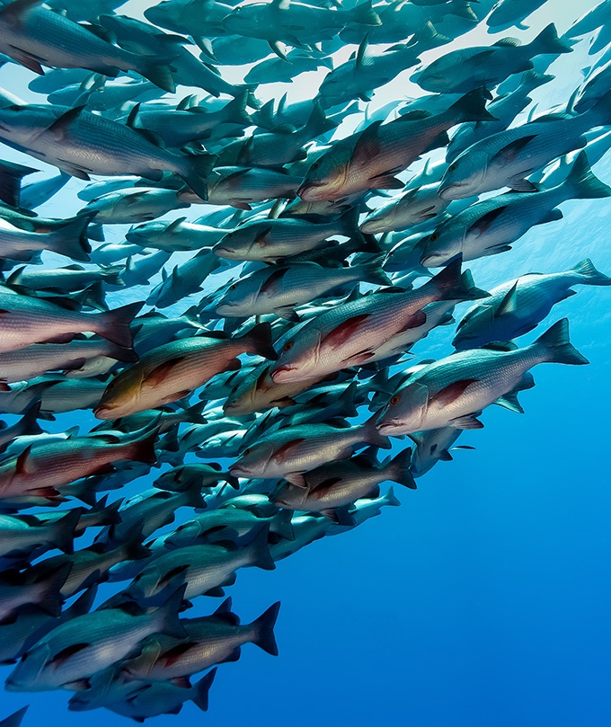 海鱼遨游的海底世界高清图片