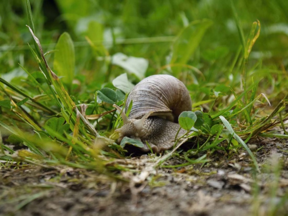 野外可爱的蜗牛摄影图片