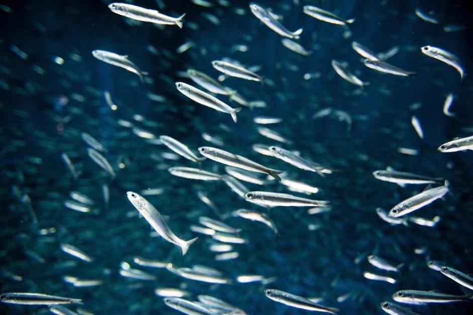 蔚为壮观的海底世界鱼群图片