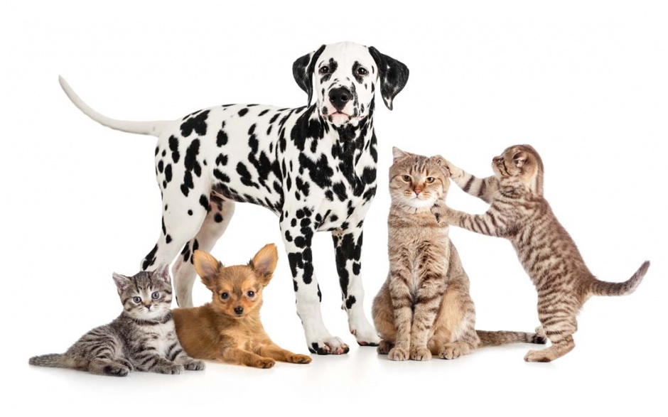 超可爱的宠物猫狗图片