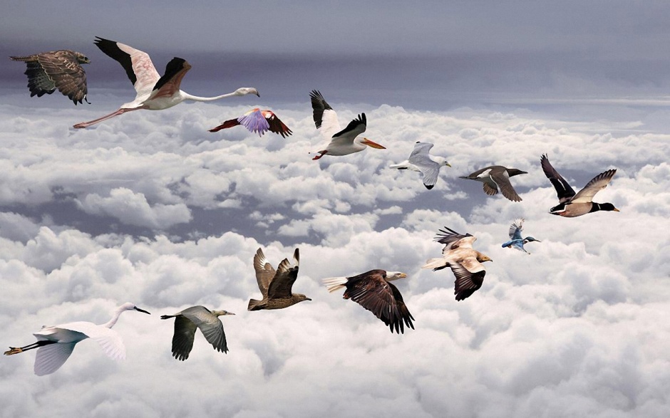 飞翔的鸟类动物壁纸图片