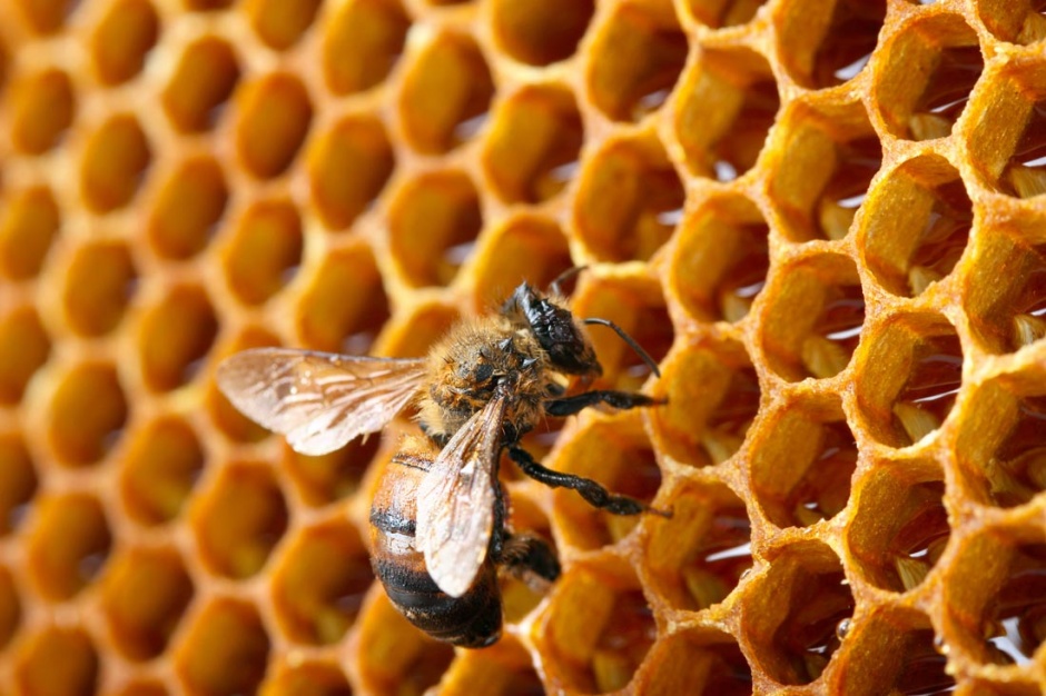 野生蜜蜂与蜂巢特写图片