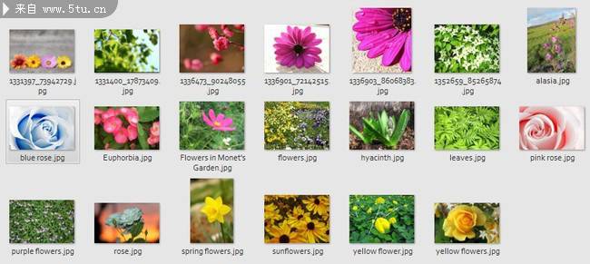 路边清雅的小野花图片