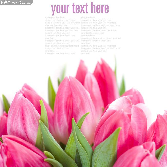 清秀高雅的粉色郁金香花束图片