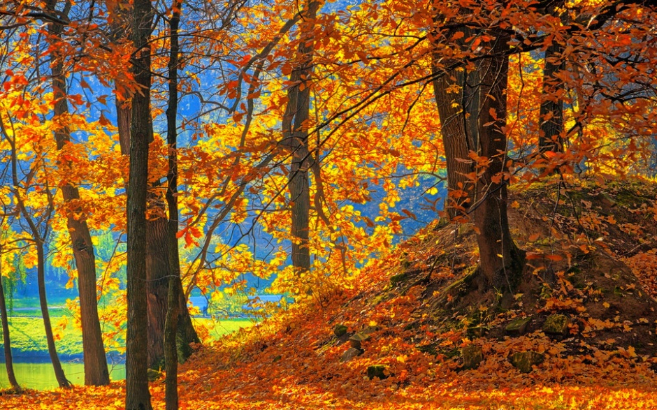 秋天的枫树林景色图片