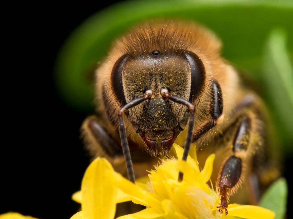 辛勤的蜜蜂高清图片欣赏