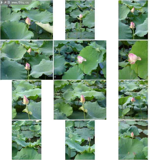 含苞待放的荷塘荷花图片摄影集