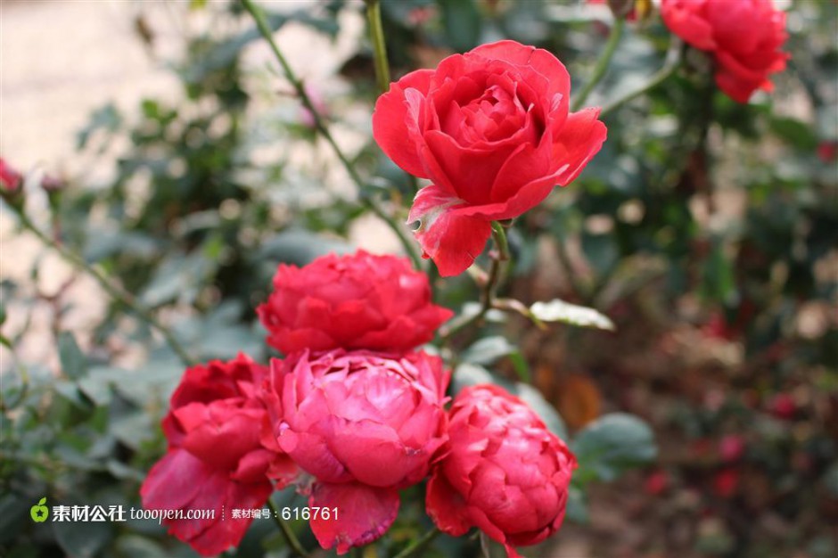 含苞待放的红玫瑰摄影图片