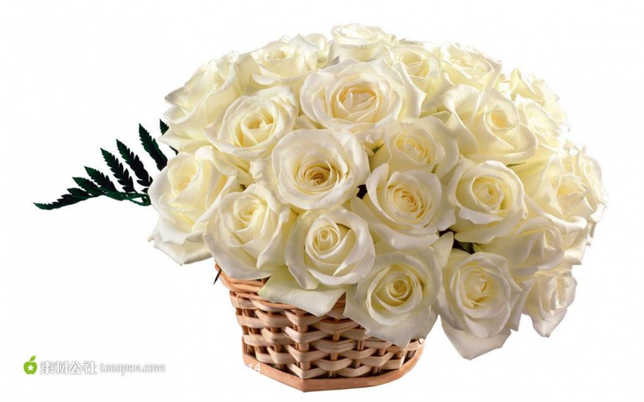 唯美纯洁的白玫瑰图片集锦