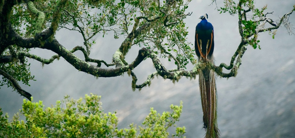 树枝上的孔雀图片欣赏