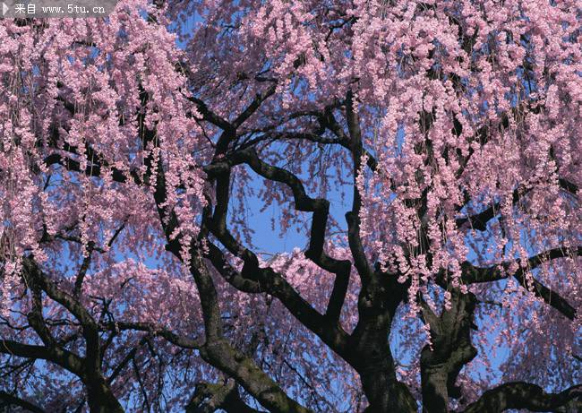 漂亮美丽的樱花树高清图片