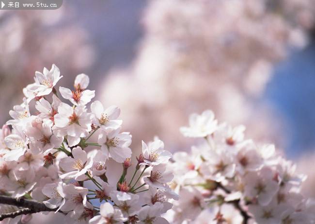 纯白的日本樱花高清图