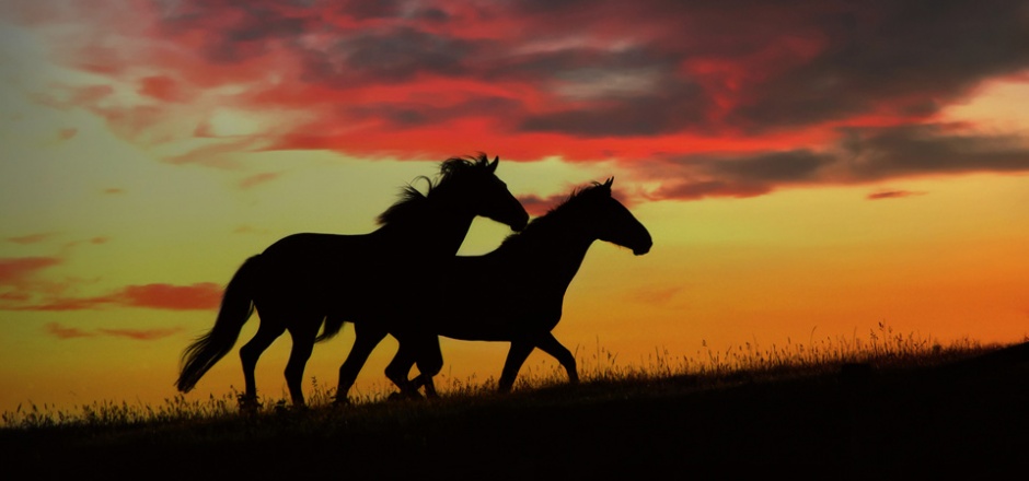 草原上的马唯美意境图片