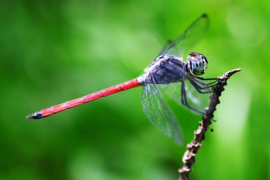 蜻蜓昆虫高清摄影图片