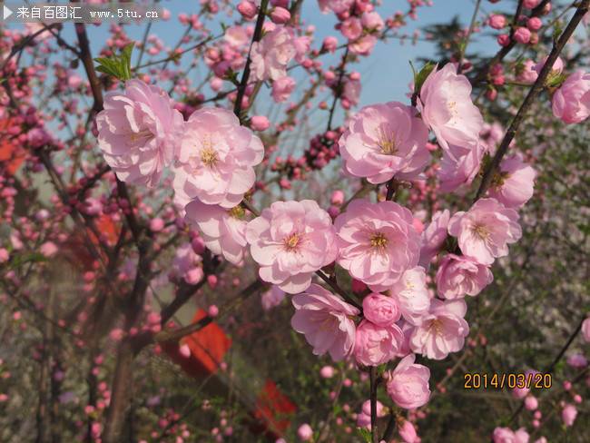 春天盛开的桃花实拍图片