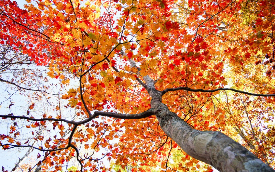 浪漫的秋天黄色树林落叶风景图片