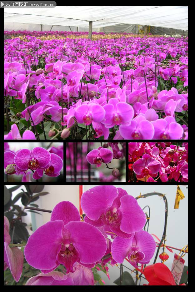 唯美的紫色蝴蝶兰高清图片写真