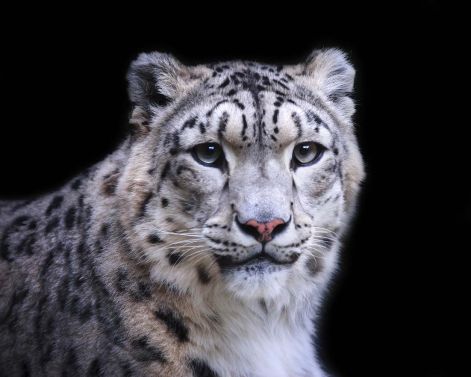 国家保护动物白虎图片
