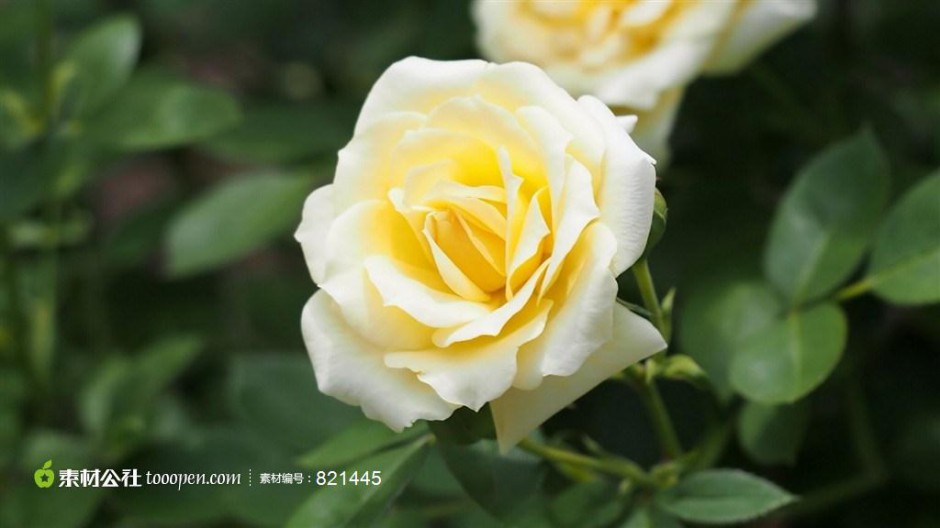 婀娜多姿的唯美黄玫瑰图片赏析