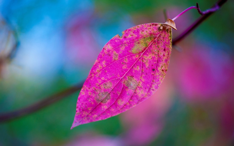 秋天的红色枫叶风景图片