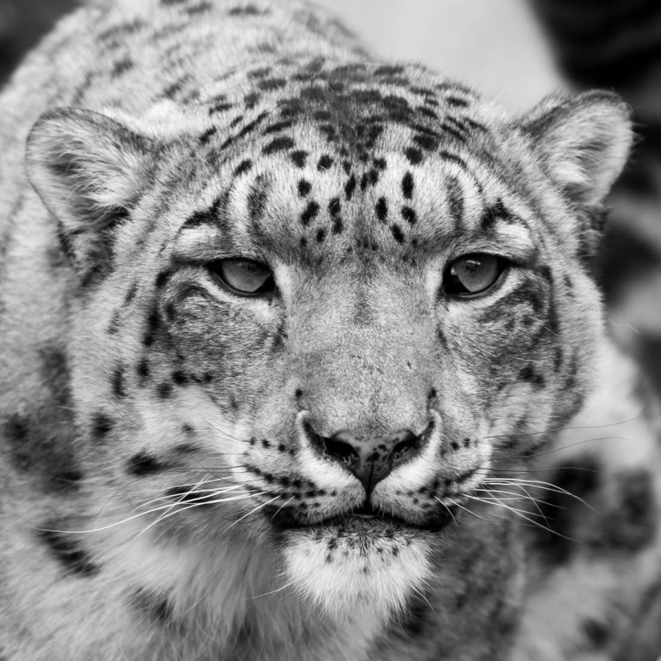 国家保护动物白虎图片