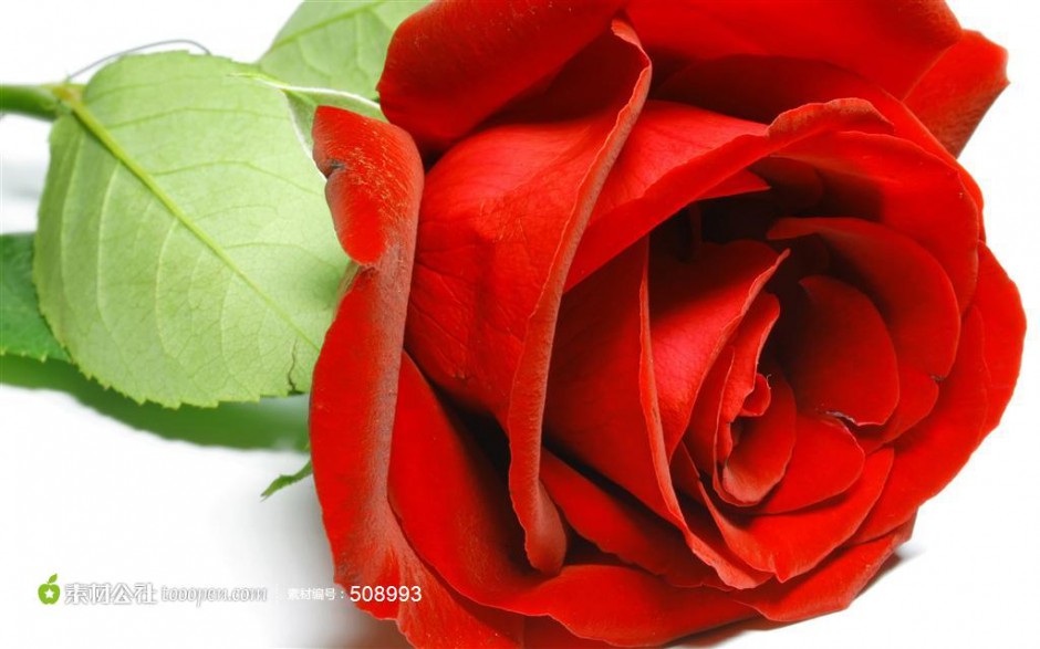 一只精美的鲜红玫瑰花图片