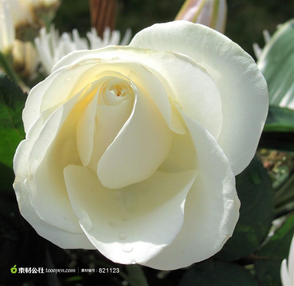高尚纯洁的白玫瑰高清图片