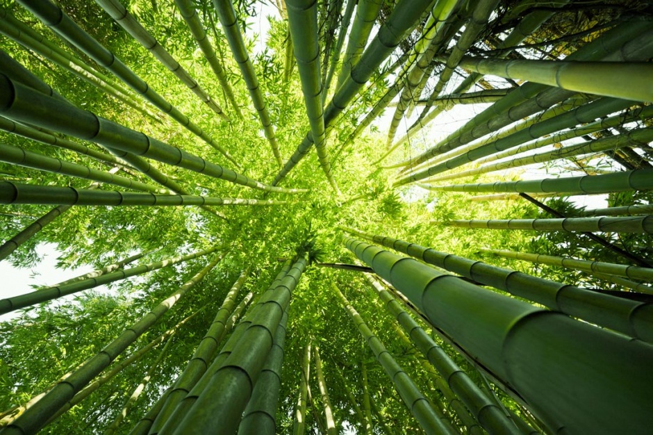大自然绿色竹林风景俯拍图片