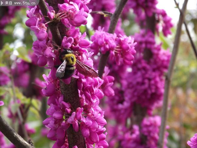 可爱辛勤的蜜蜂采花图片