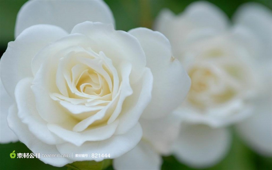 纯洁高贵的白玫瑰图片欣赏