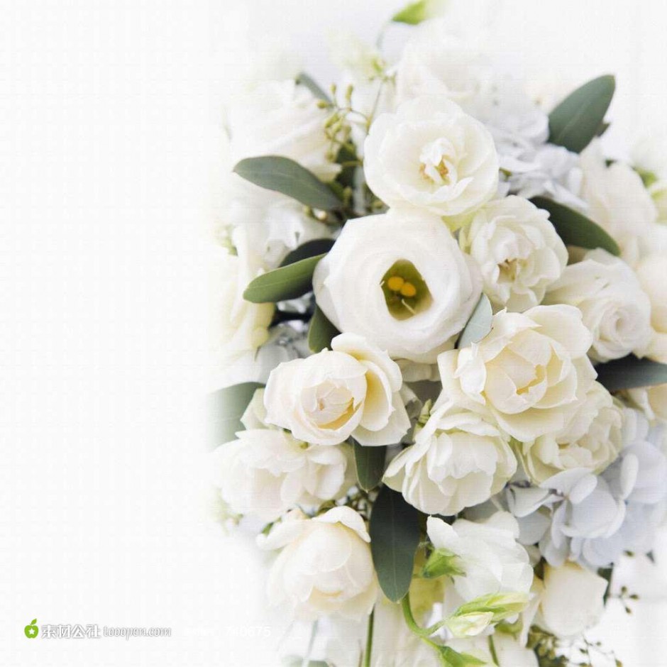 纯洁的白玫瑰高清图片素材