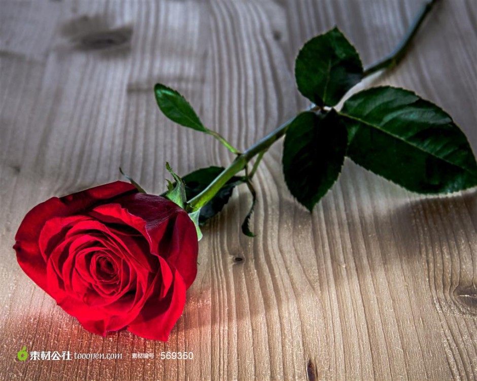 一支娇艳的红玫瑰图片素材