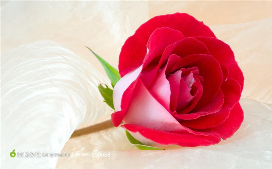 一朵红玫瑰花高清特写图片