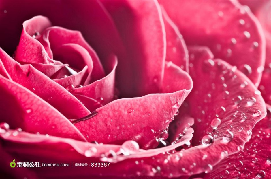艺术的结晶欧美红玫瑰素材