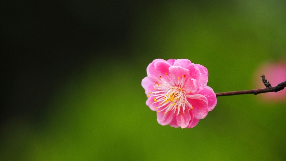 粉色的桃花唯美背景图片