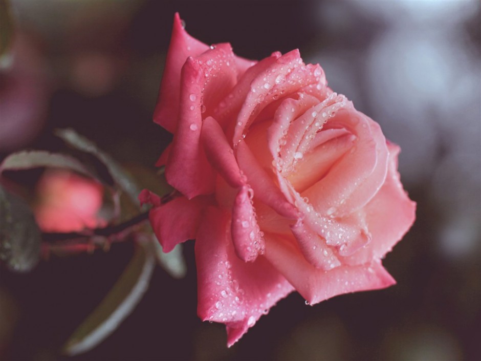 唯美的雨后粉色玫瑰图片