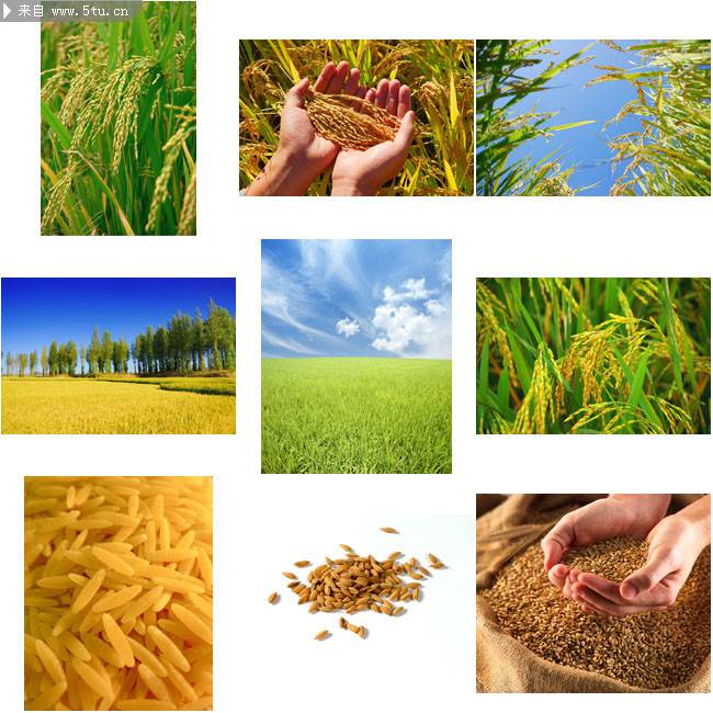 丰收的麦穗高清图片欣赏