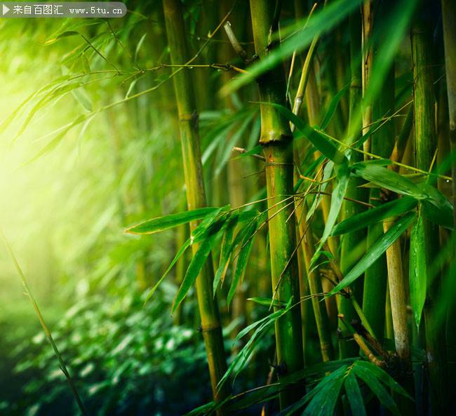 雨后翠绿的竹子高清图片