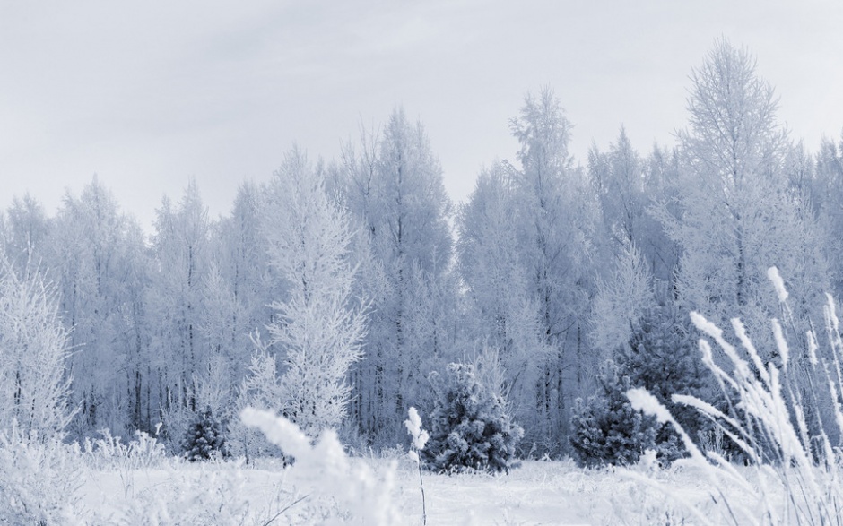 林区冬季雪景风景图片欣赏