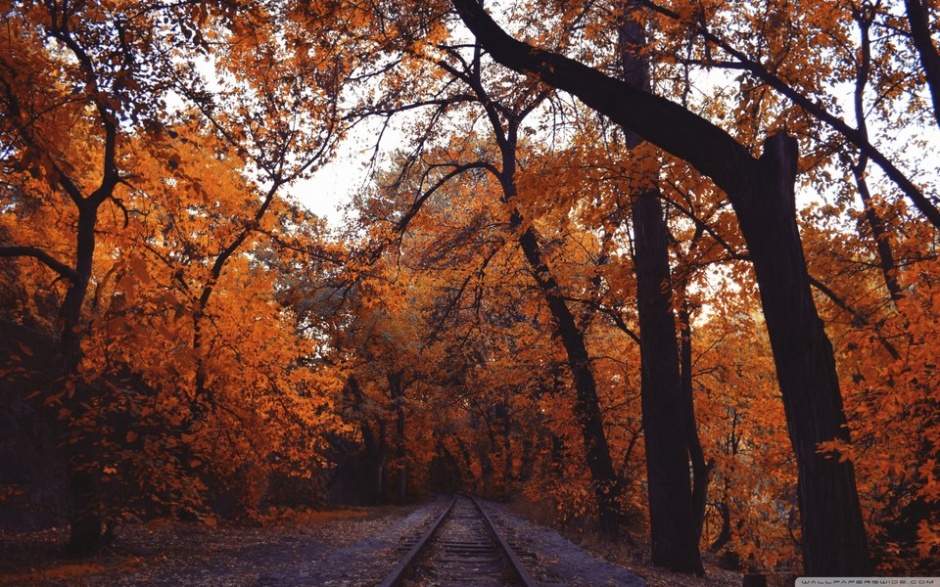 浪漫的秋天黄色树林落叶风景图片