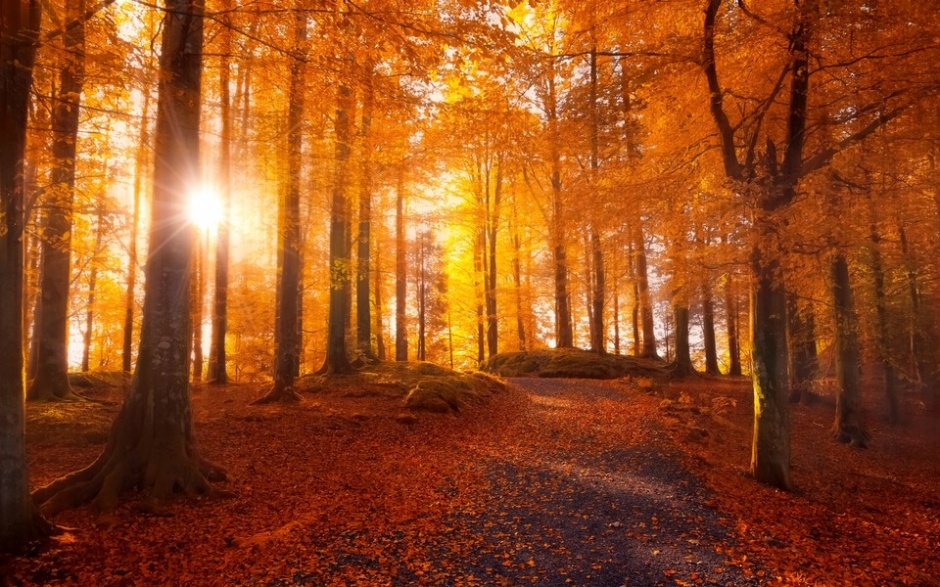 秋天的枫树林景色图片