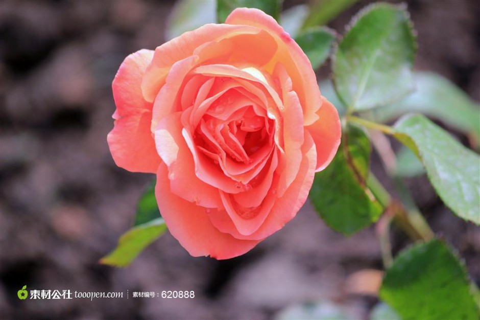漂亮的淡粉玫瑰图片