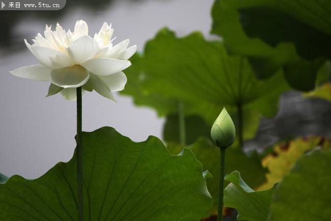 池中唯美绽放的白莲花图片