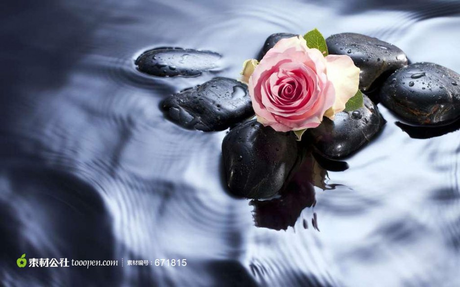 水中的粉色玫瑰图片素材