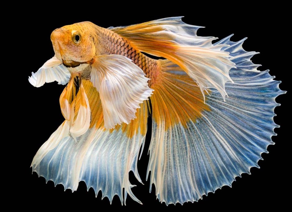 美丽的彩色金鱼图片素材