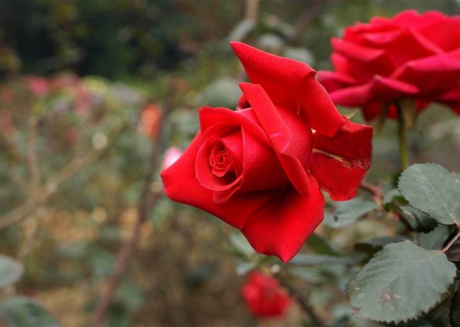 鲜艳的红玫瑰花植物图片