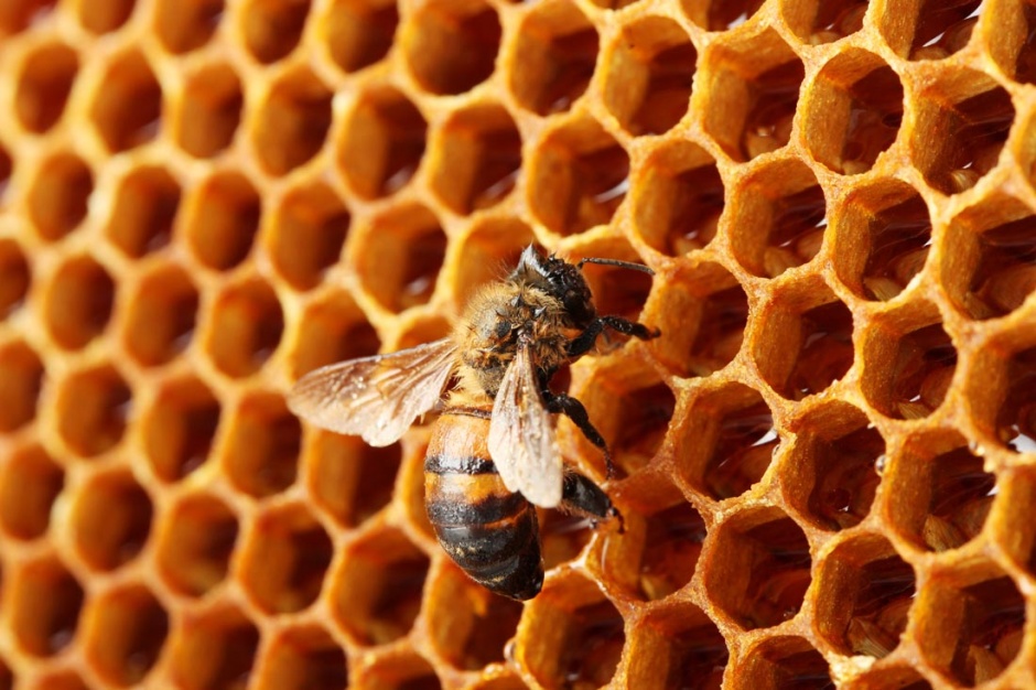 野生蜜蜂与蜂巢特写图片