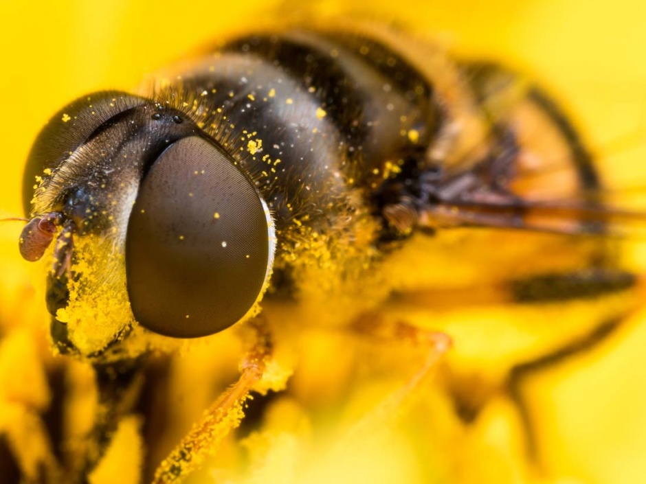 辛勤的蜜蜂高清图片欣赏